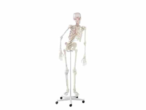 Skeleton "Peter" w/movable spine, muscle